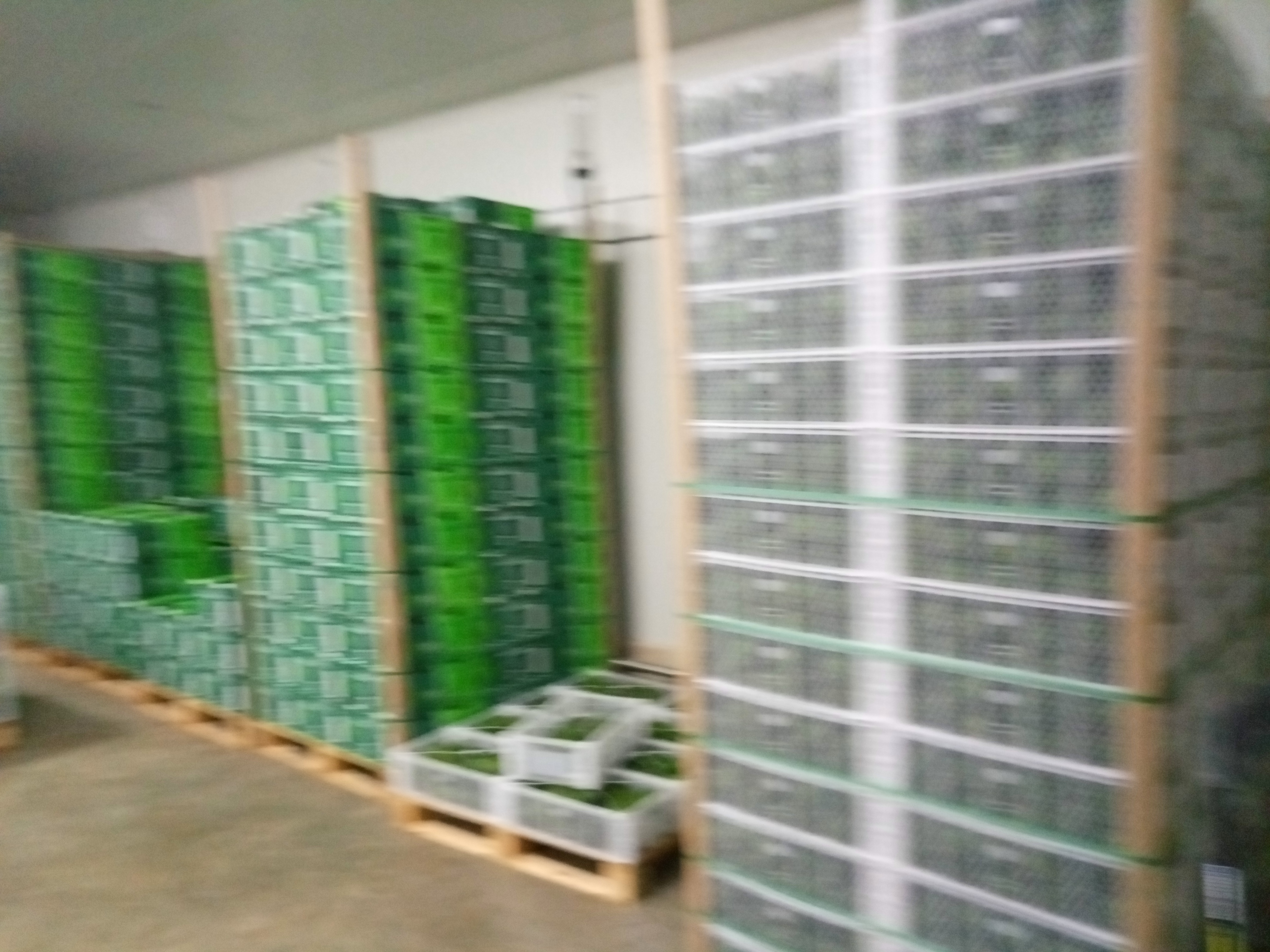 Fruta fresca Dorado División